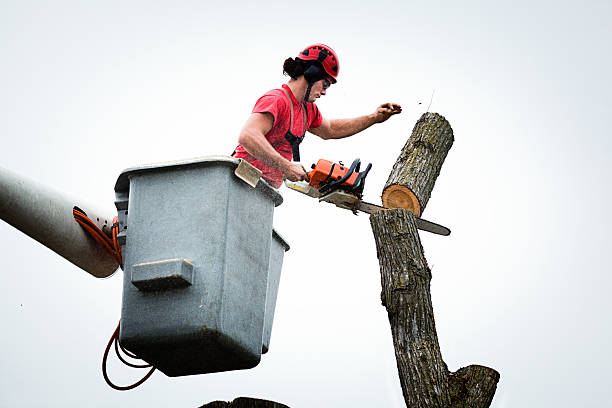Trusted Cashton, WI Tree Care Experts